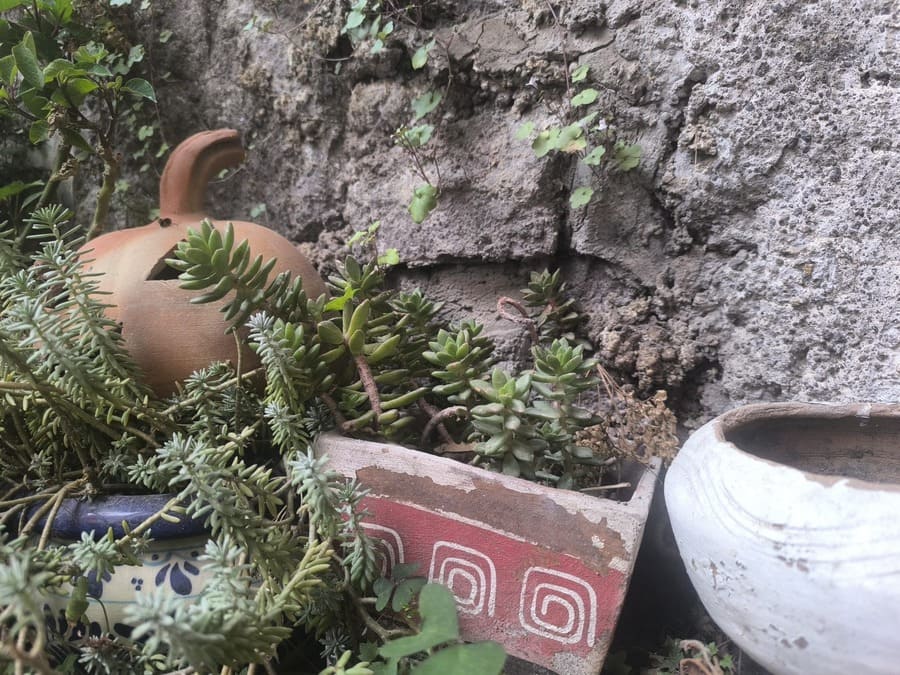 Jardin